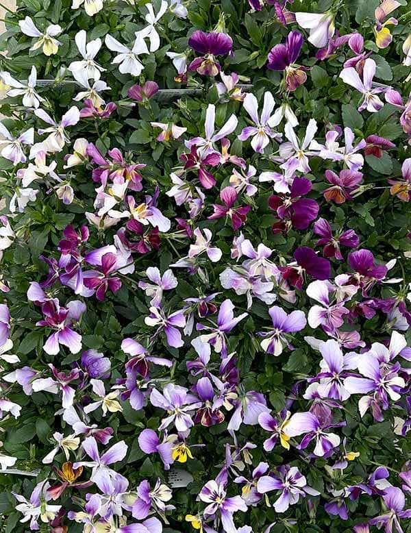 ビオラ:ロカハーツ ラビットウィングス3.5号ポット