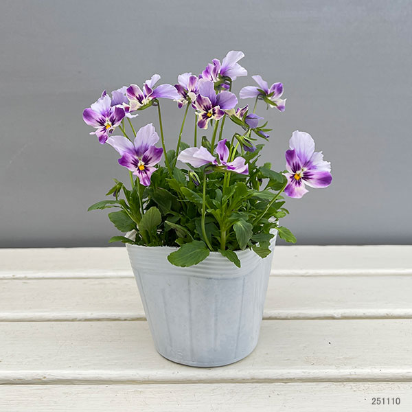 ビオラ:ロカハーツ ラビットウィングス3.5号ポット