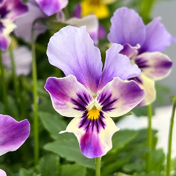 ビオラ:ロカハーツ ラビットウィングス3.5号ポット