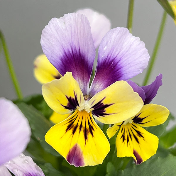 ビオラ:ロカハーツ ラビットウィングス3.5号ポット