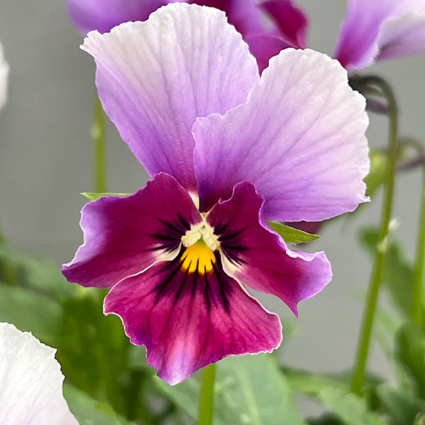 ビオラ:ロカハーツ ラビットウィングス3.5号ポット