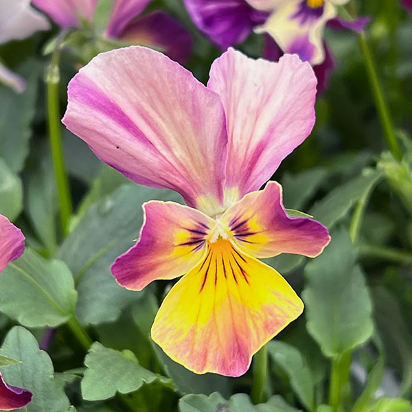 ビオラ:ロカハーツ ラビットウィングス3.5号ポット