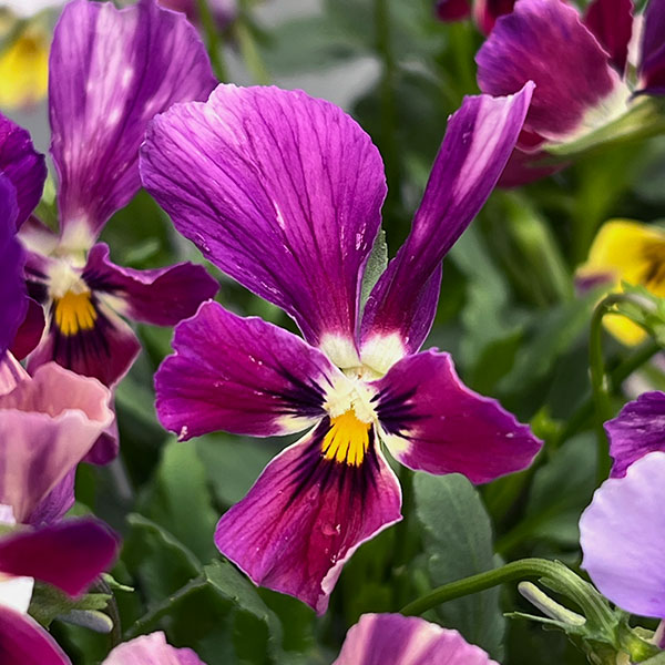 ビオラ:ロカハーツ ラビットウィングス3.5号ポット