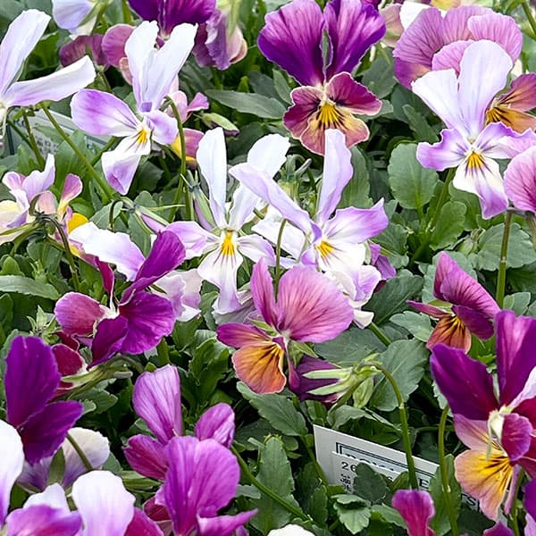 ビオラ:ロカハーツ ラビットウィングス3.5号ポット