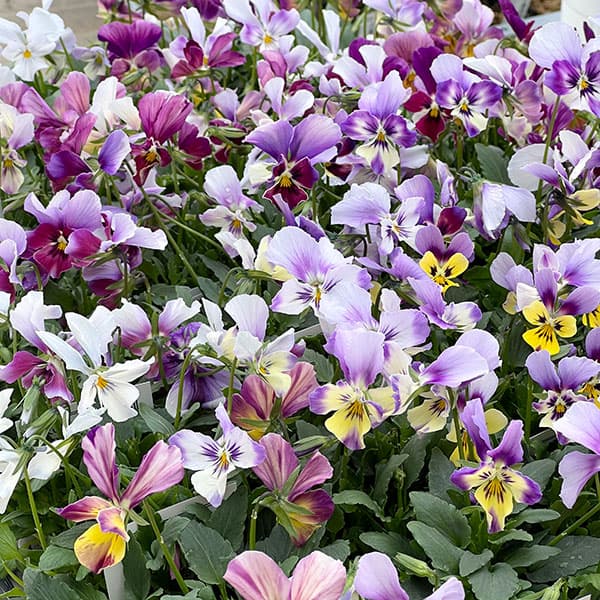 ビオラ:ロカハーツ ラビットウィングス3.5号ポット