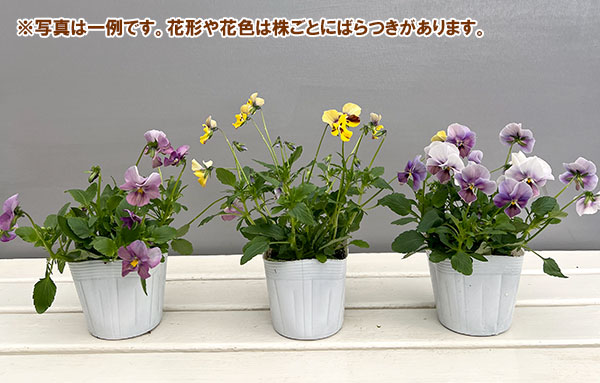 ビオラ：ロカハーツ　ホルシス3.5号ポット