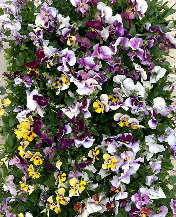 ビオラ：ロカハーツ　ホルシス3.5号ポット