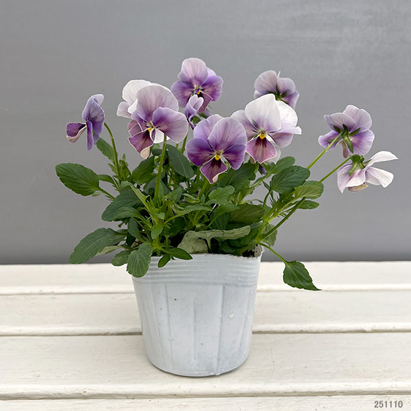 ビオラ：ロカハーツ　ホルシス3.5号ポット