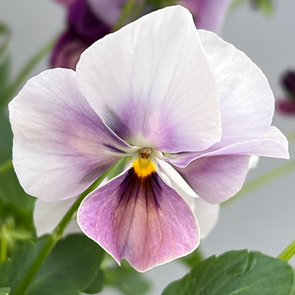 ビオラ：ロカハーツ　ホルシス3.5号ポット