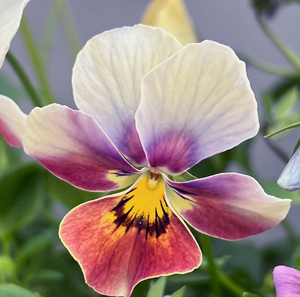 ビオラ：ロカハーツ　ホルシス3.5号ポット