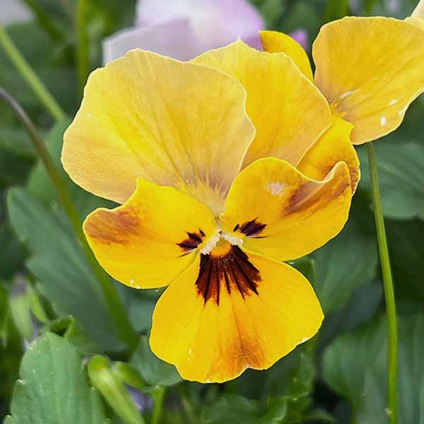 ビオラ：ロカハーツ　ホルシス3.5号ポット