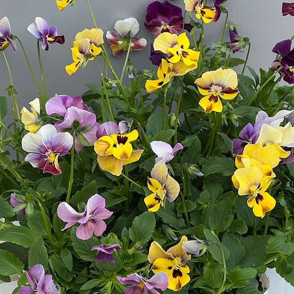 ビオラ：ロカハーツ　ホルシス3.5号ポット