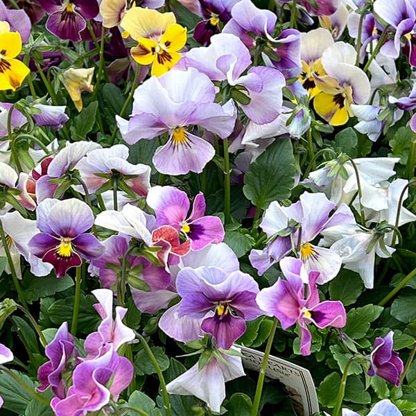 ビオラ：ロカハーツ　ホルシス3.5号ポット