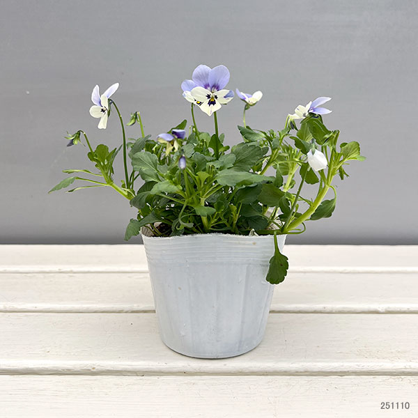ビオラ：ロカハーツ　ブルーウィングス3.5号ポット