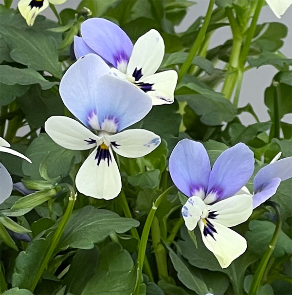 ビオラ：ロカハーツ　ブルーウィングス3.5号ポット