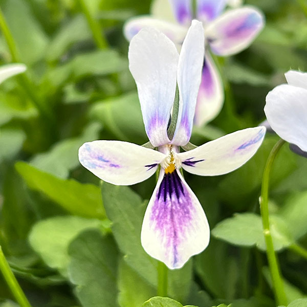 ビオラ：ロカハーツ　ブルーウィングス3.5号ポット