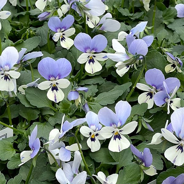 ビオラ：ロカハーツ　ブルーウィングス3.5号ポット