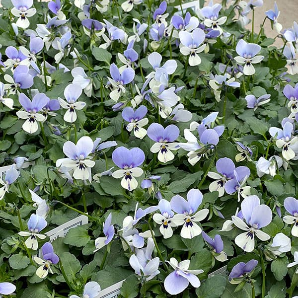 ビオラ：ロカハーツ　ブルーウィングス3.5号ポット