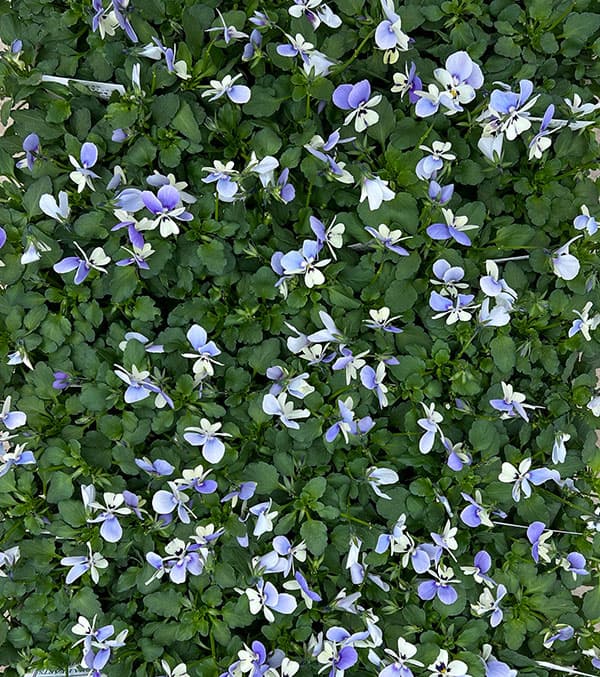 ビオラ：ロカハーツ　ブルーウィングス3.5号ポット