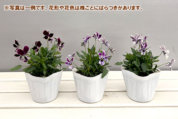 ビオラ:ロカハーツ 月狼3.5号ポット