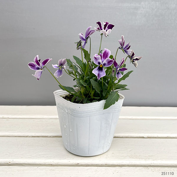 ビオラ:ロカハーツ 月狼3.5号ポット