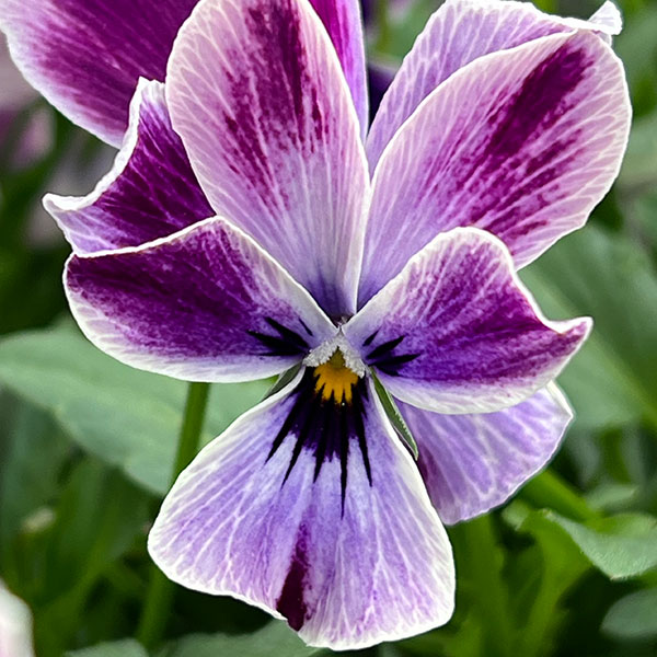 ビオラ:ロカハーツ 月狼3.5号ポット