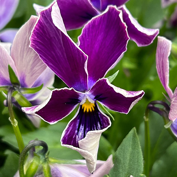 ビオラ:ロカハーツ 月狼3.5号ポット