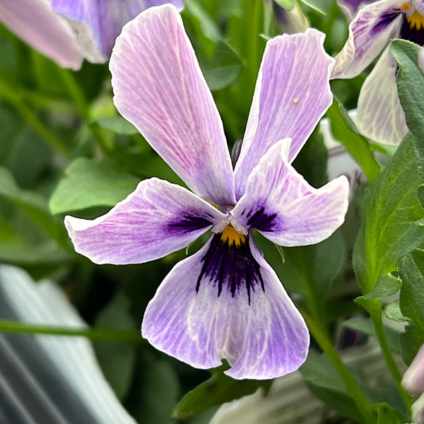 ビオラ:ロカハーツ 月狼3.5号ポット