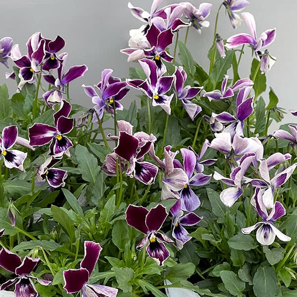 ビオラ:ロカハーツ 月狼3.5号ポット