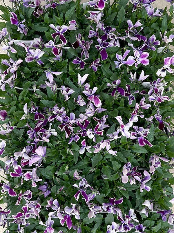 ビオラ:ロカハーツ 月狼3.5号ポット