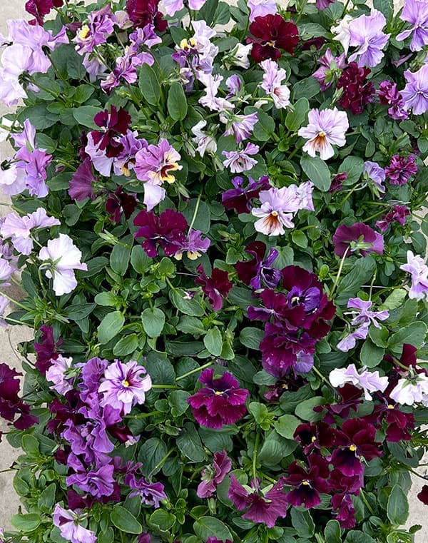 ビオラ：ロカハーツ　トパーズ3.5号ポット