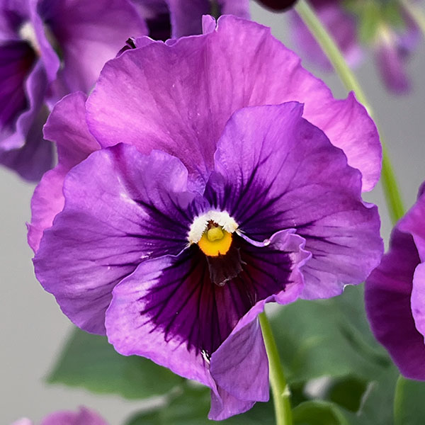 ビオラ：ロカハーツ　トパーズ3.5号ポット