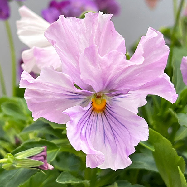 ビオラ：ロカハーツ　トパーズ3.5号ポット