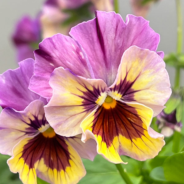 ビオラ：ロカハーツ　トパーズ3.5号ポット