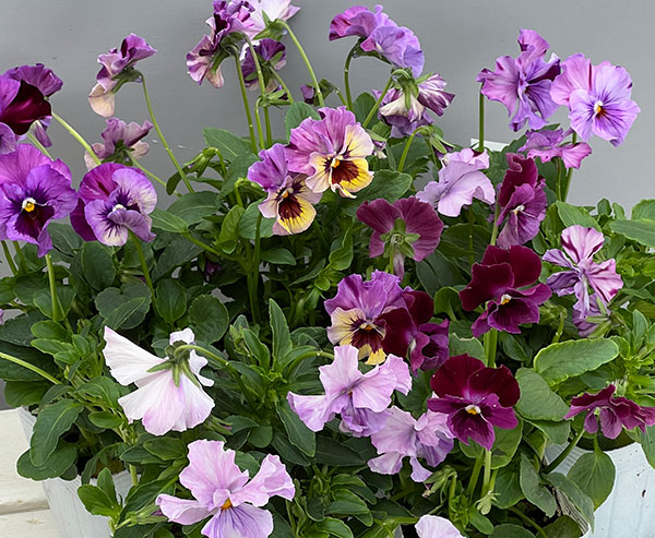 ビオラ：ロカハーツ　トパーズ3.5号ポット