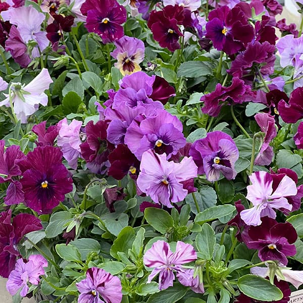 ビオラ：ロカハーツ　トパーズ3.5号ポット