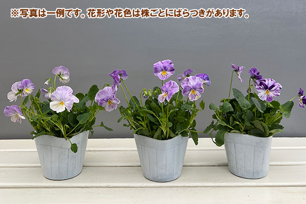 ビオラ：ロカハーツ　サマーナイト3.5号ポット