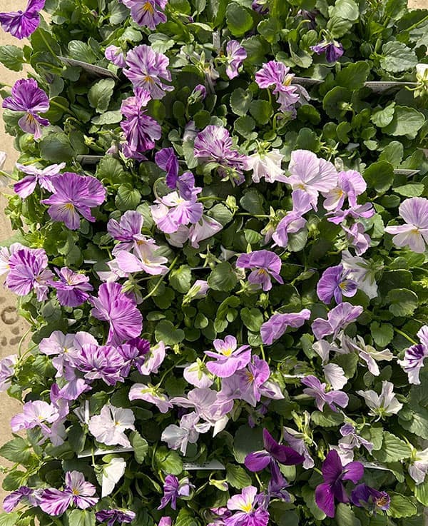 ビオラ：ロカハーツ　サマーナイト3.5号ポット