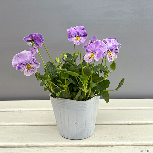 ビオラ：ロカハーツ　サマーナイト3.5号ポット