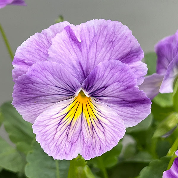 ビオラ：ロカハーツ　サマーナイト3.5号ポット