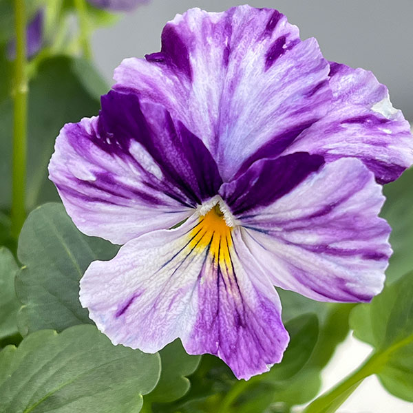 ビオラ：ロカハーツ　サマーナイト3.5号ポット