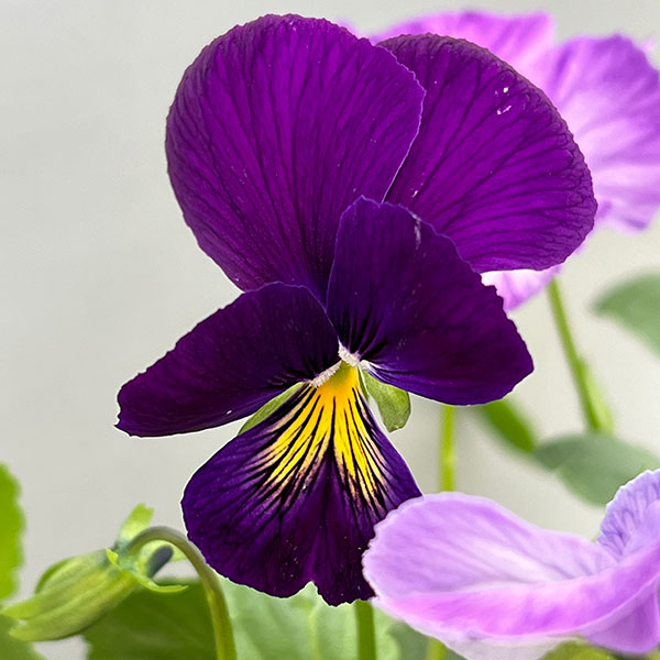 ビオラ：ロカハーツ　サマーナイト3.5号ポット