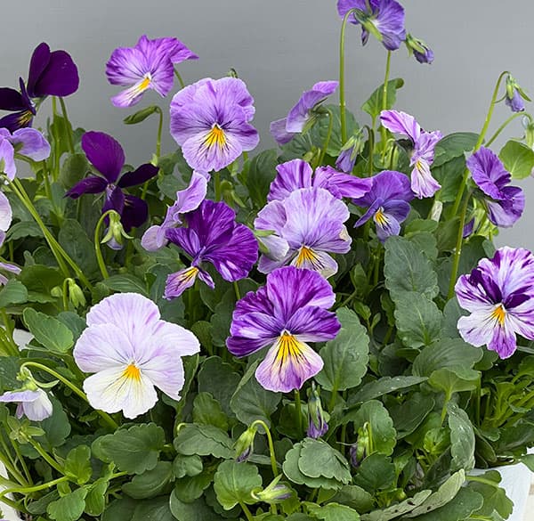 ビオラ：ロカハーツ　サマーナイト3.5号ポット