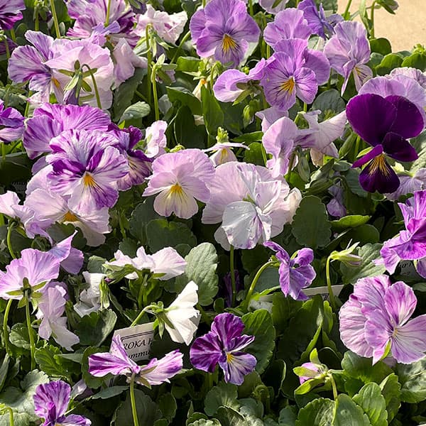 ビオラ：ロカハーツ　サマーナイト3.5号ポット