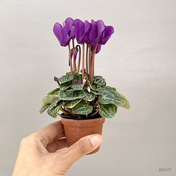 シクラメン:ミニョン ドラゴン ディープブルー2号ポット