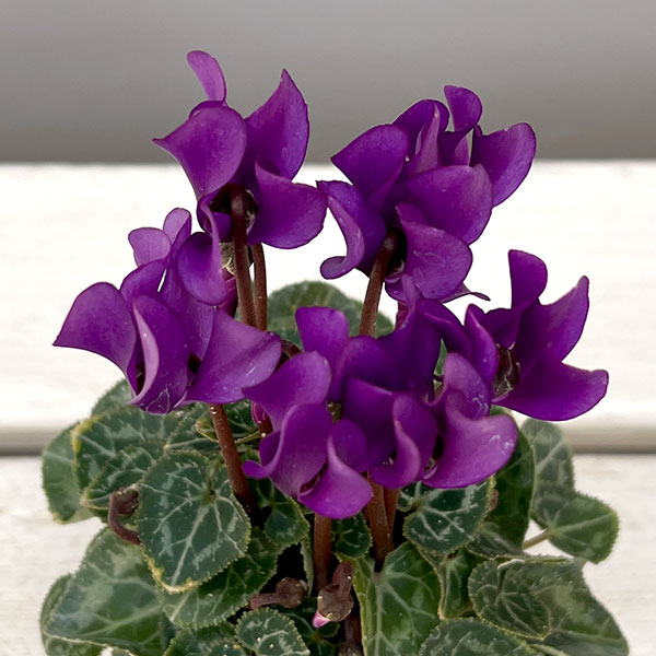 シクラメン:ミニョン ドラゴン ディープブルー2号ポット