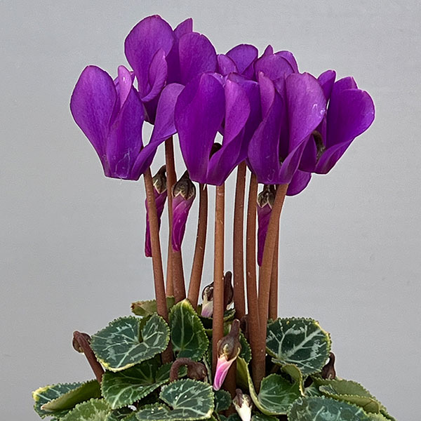 シクラメン:ミニョン ドラゴン ディープブルー2号ポット