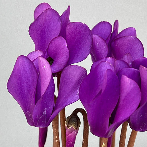 シクラメン:ミニョン ドラゴン ディープブルー2号ポット