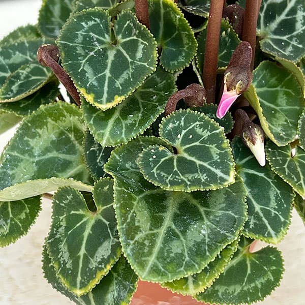 シクラメン:ミニョン ドラゴン ディープブルー2号ポット