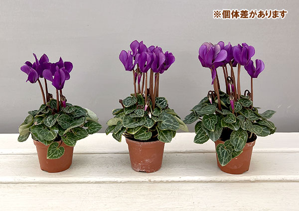 シクラメン:ミニョン ドラゴン ディープブルー2号ポット